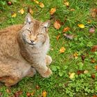 Luchs im Tierpark Olderdissen