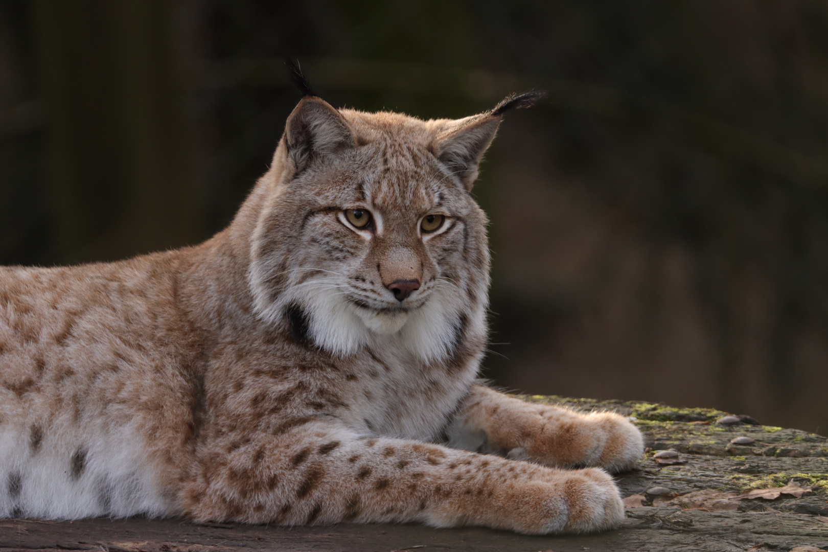 Luchs im Tierpark Olderdissen