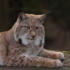 Luchs im Tierpark Olderdissen