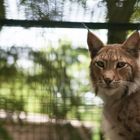 Luchs im Tierpark Sababurg