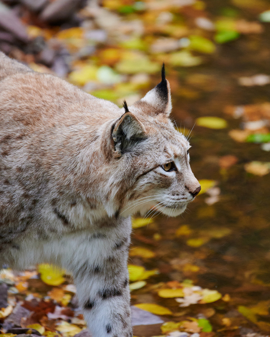 Luchs im Tierpark Sababurg