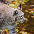 Luchs im Tierpark Sababurg