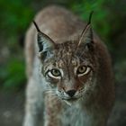 Luchs im Tierpark Sababurg