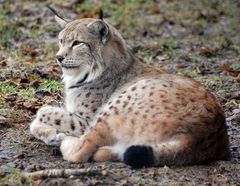 Luchs im Tierpark Sababurg/Hessen 4.1.2011