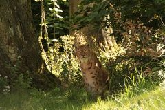 Luchs im Tierpark Thale