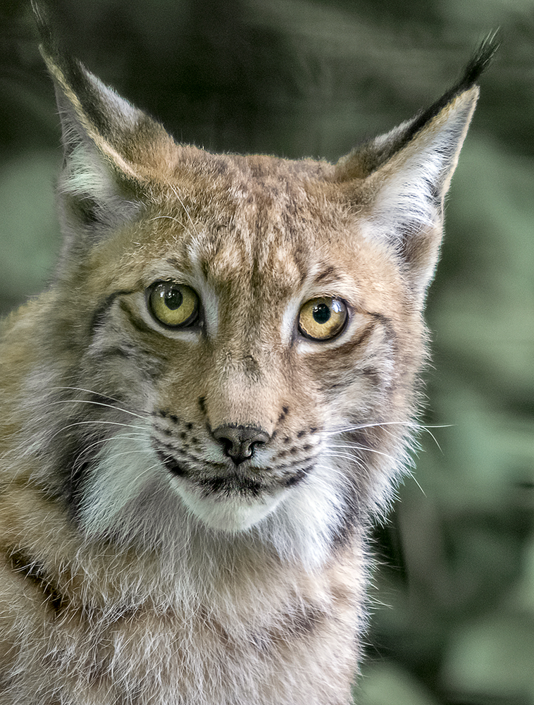 Luchs im Tierpark Wels/OÖ