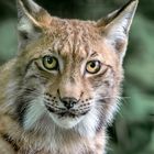 Luchs im Tierpark Wels/OÖ