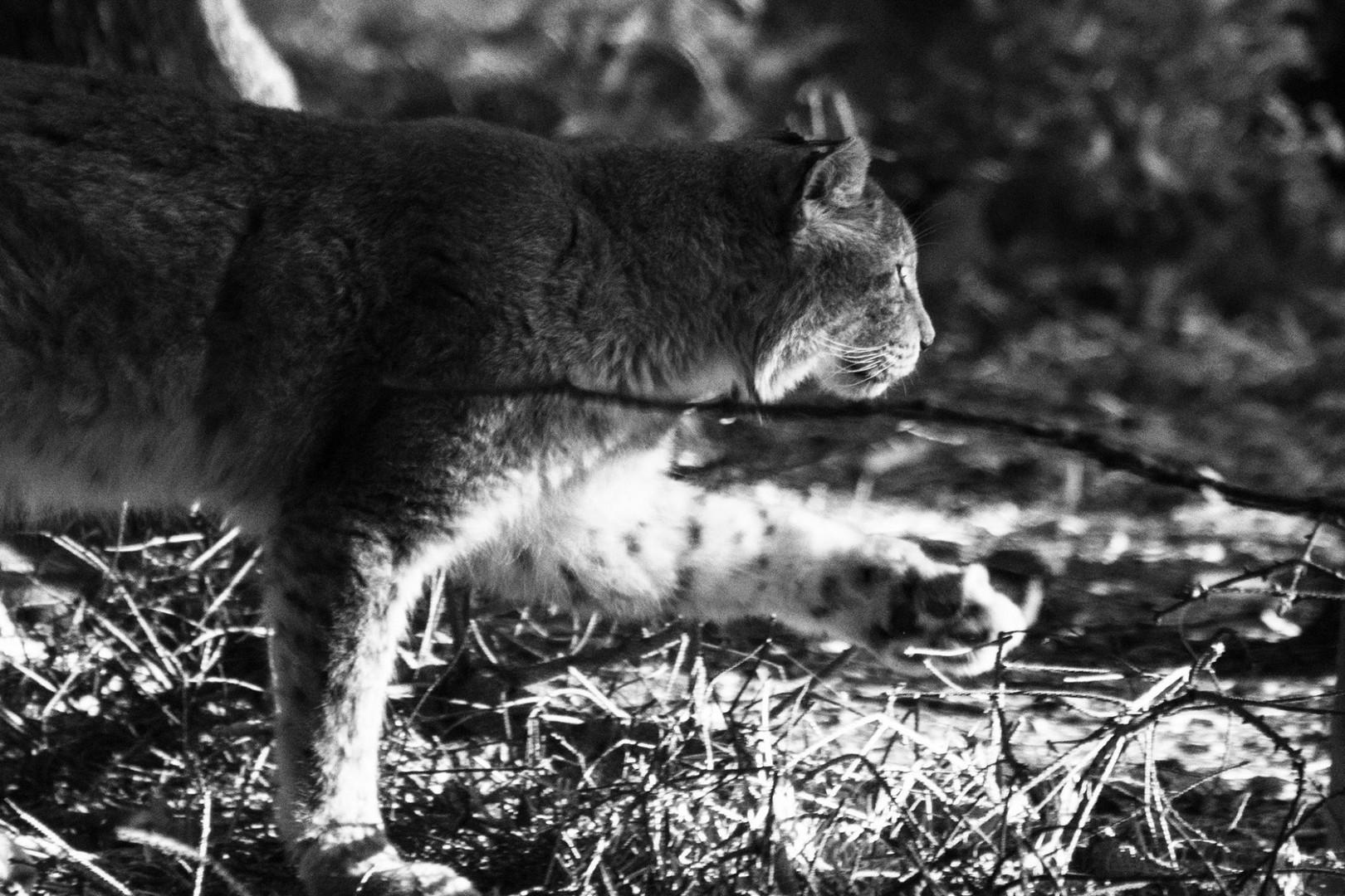 Luchs im Unterholz