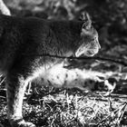 Luchs im Unterholz