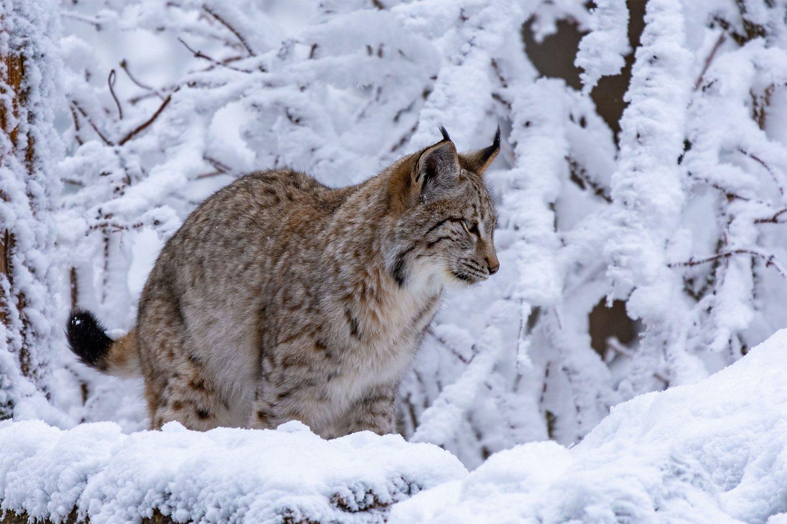 Luchs im verschneiten Fichtelgebirge