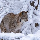 Luchs im verschneiten Fichtelgebirge