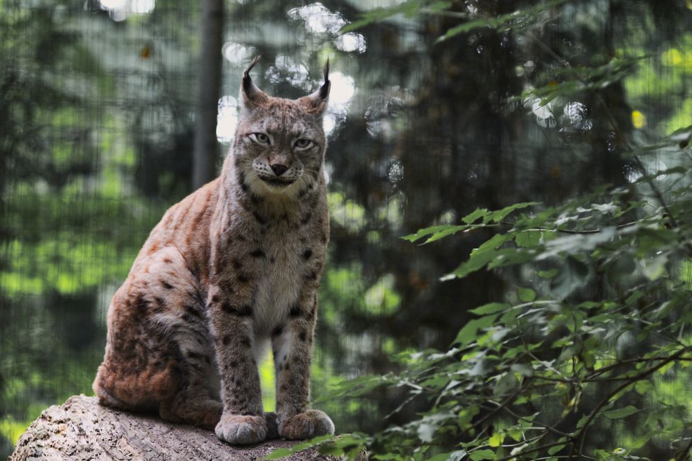 Luchs im Vogelpark Marlow