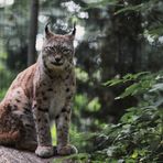 Luchs im Vogelpark Marlow