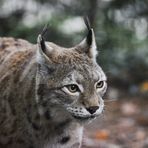 Luchs im Vogelpark Marlow