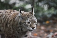 Luchs im Vogelpark Marlow