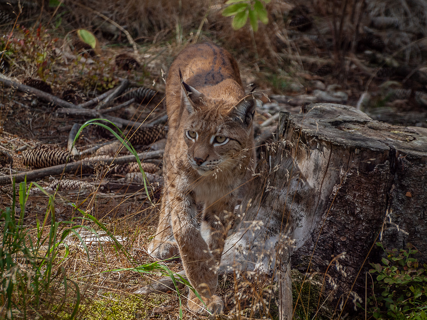 Luchs im Wald