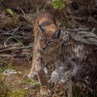 Luchs im Wald