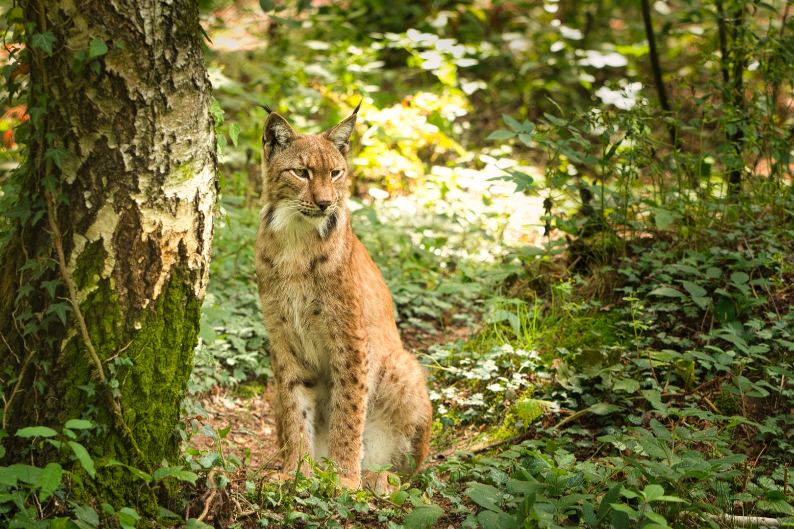 Luchs im Wald