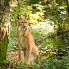 Luchs im Wald