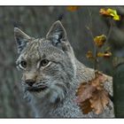 Luchs im Weilburger Tierpark