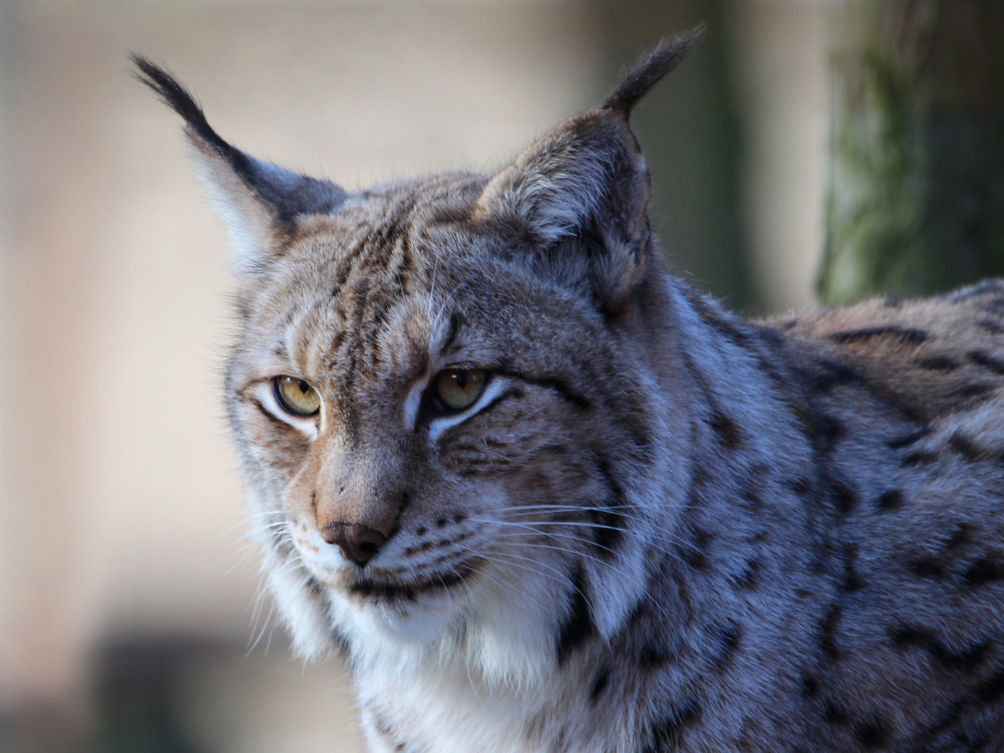 Luchs im Wildgehege Moritzburg