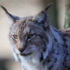 Luchs im Wildgehege Moritzburg