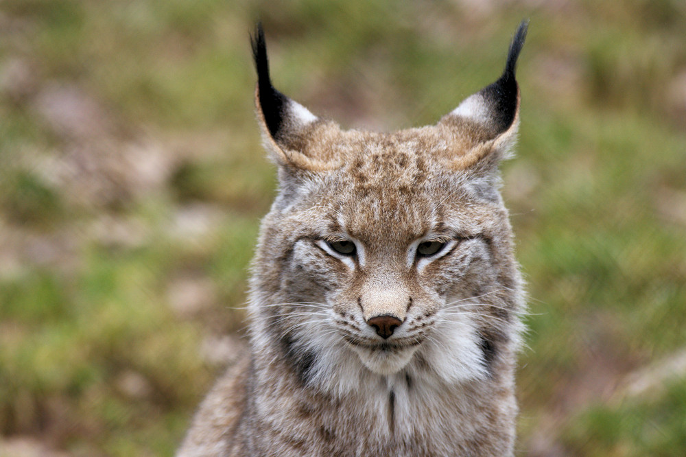 Luchs im Wildparadies Tripsdrill