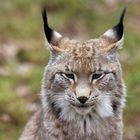 Luchs im Wildparadies Tripsdrill