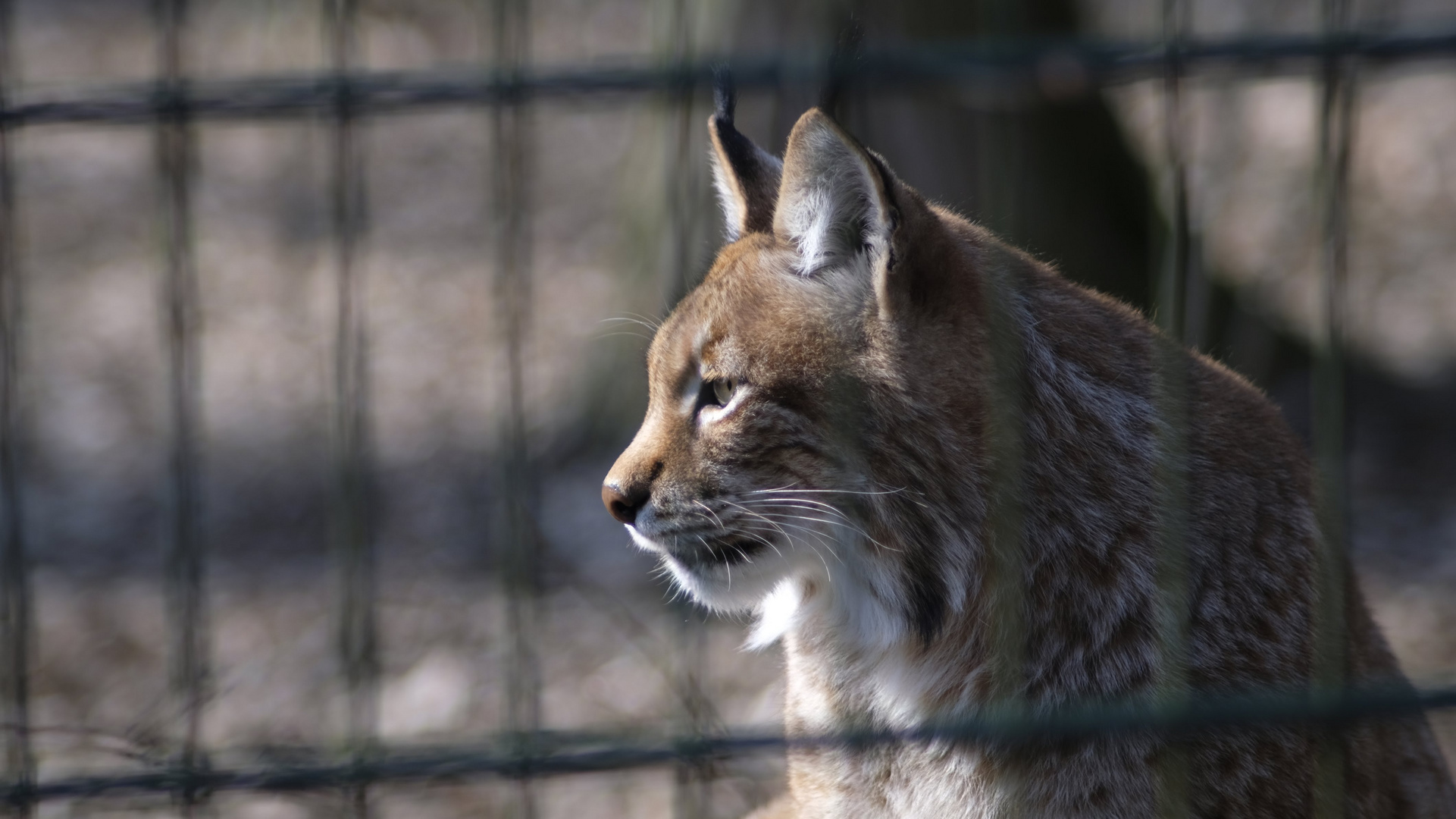 Luchs im Wildpark