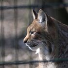 Luchs im Wildpark