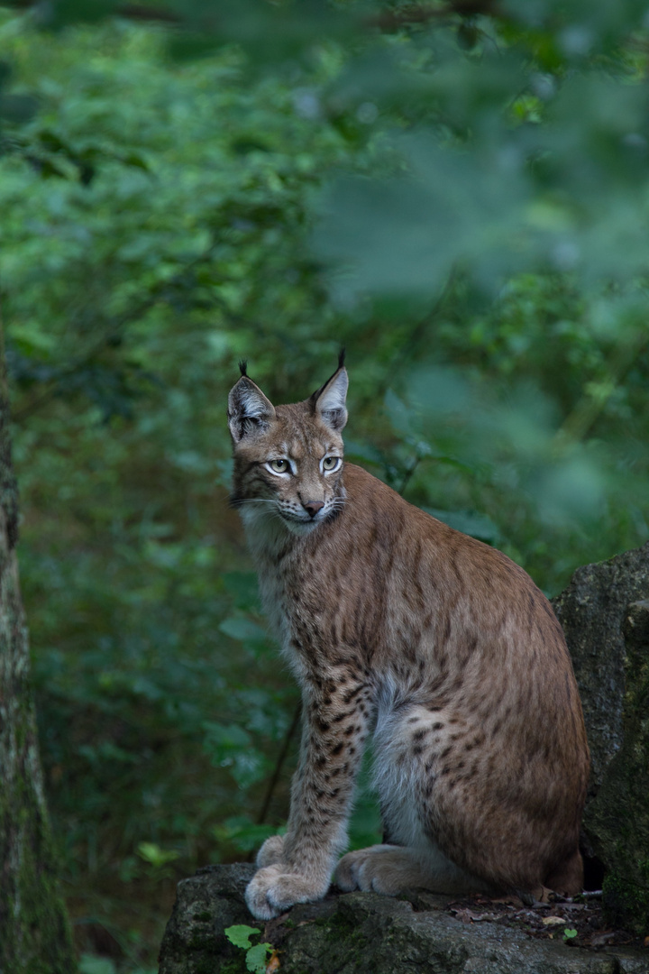 Luchs im Wildpark