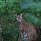 Luchs im Wildpark