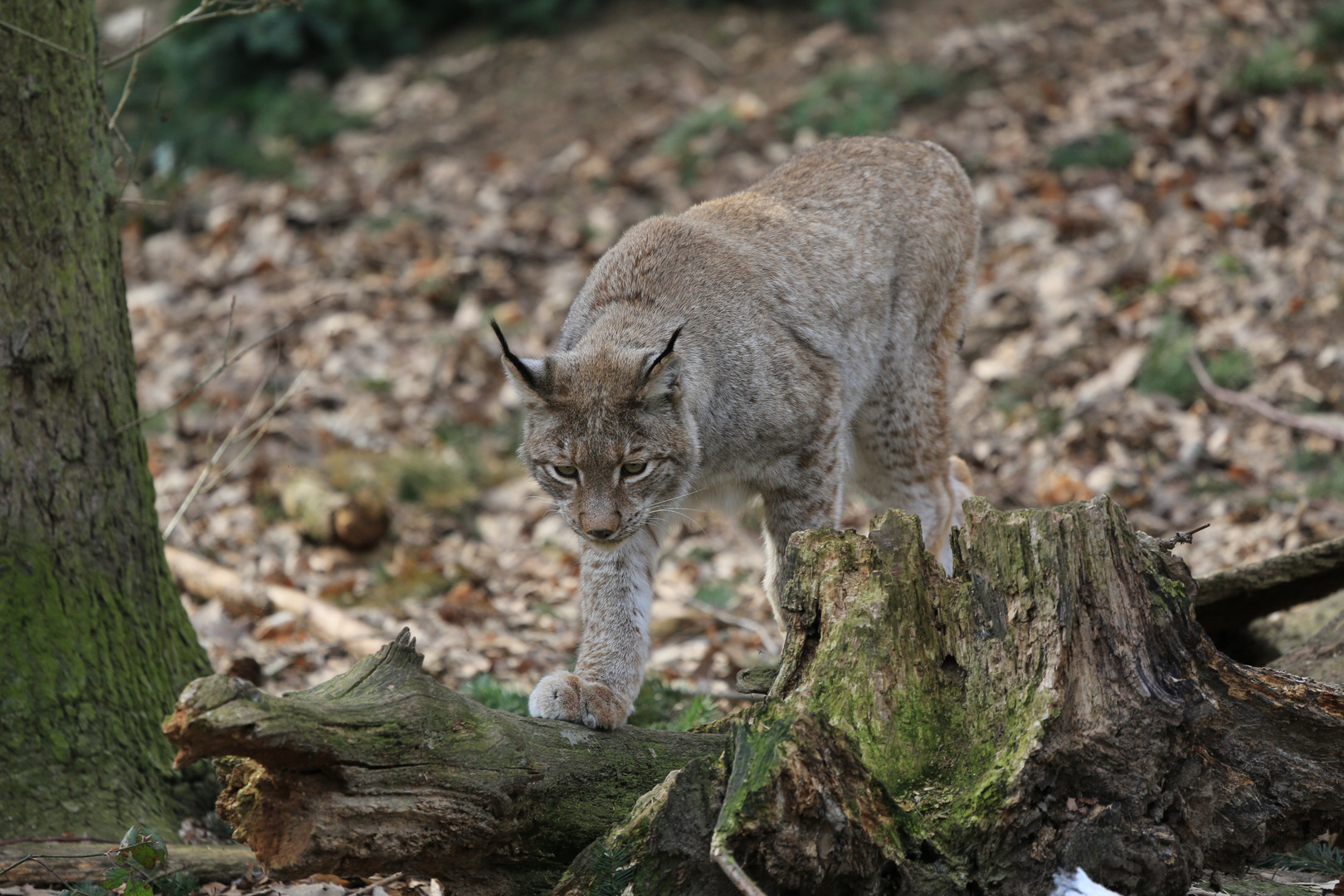 Luchs im Wildpark