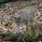 Luchs im Wildpark