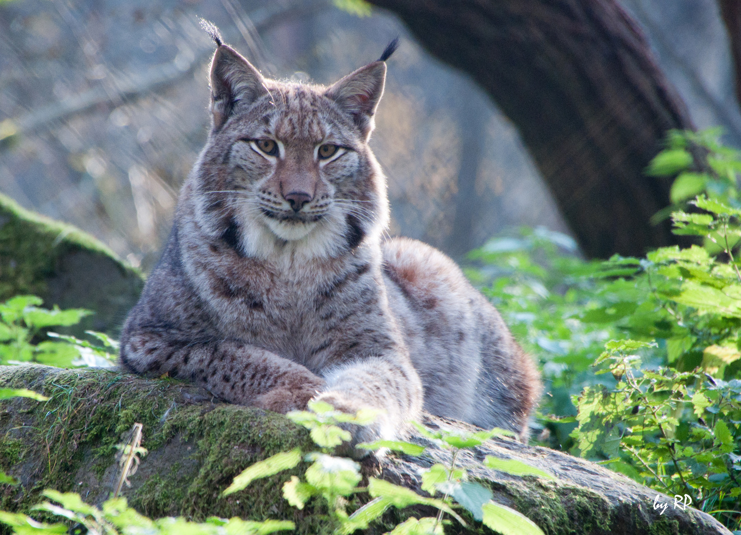 Luchs im Wildpark Alte Fasanerie Klein-Auheim