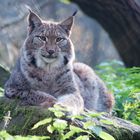 Luchs im Wildpark Alte Fasanerie Klein-Auheim