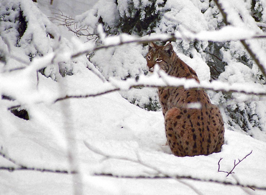 Luchs im Wildpark Bayrischer Wald