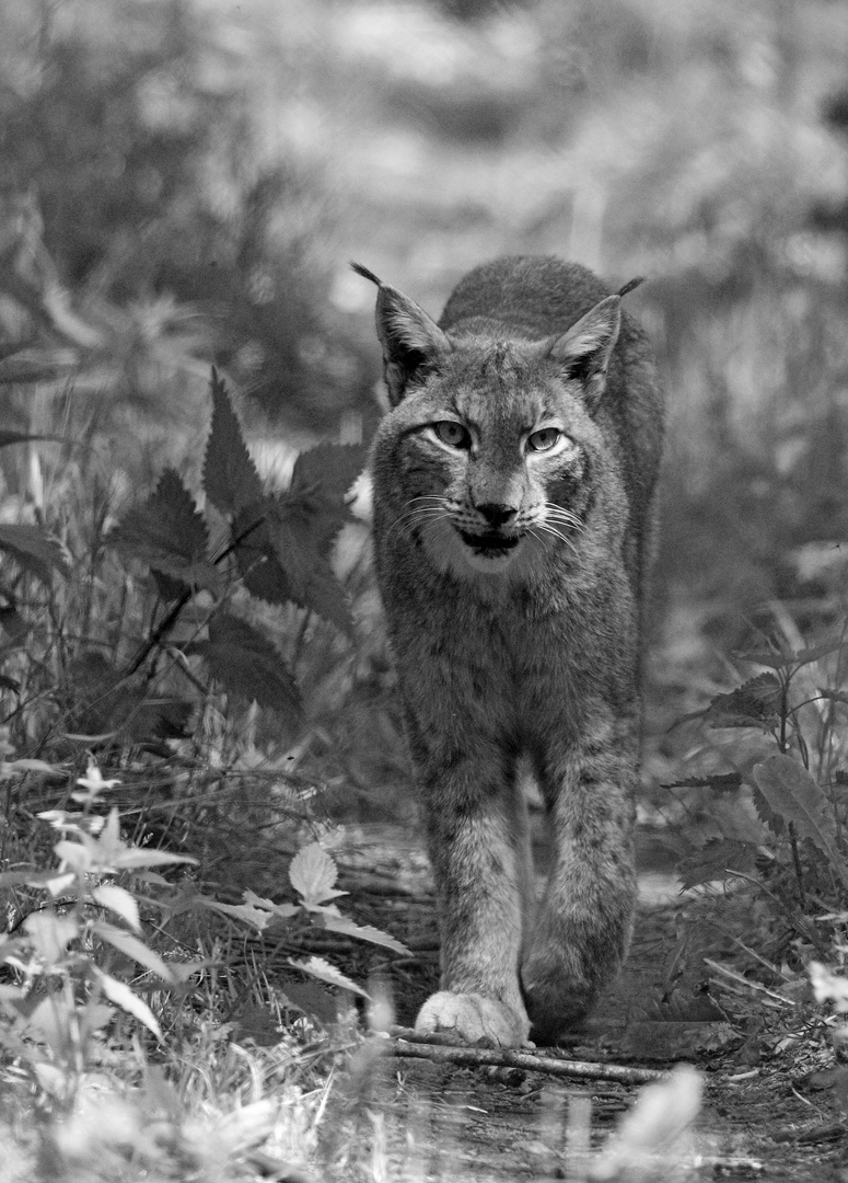 Luchs im Wildpark