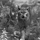 Luchs im Wildpark