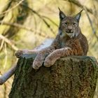 Luchs im Wildpark Edersee - 20.04.2019