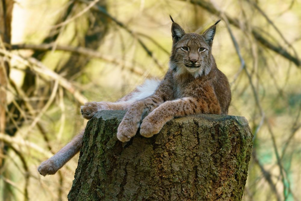 Luchs im Wildpark Edersee - 20.04.2019