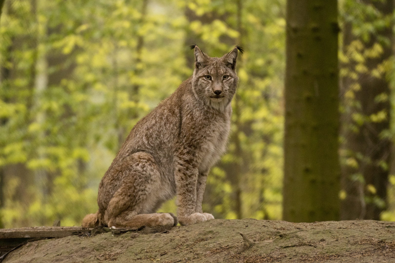 Luchs im Wildpark Gangelt - 1 - 2017.05.05