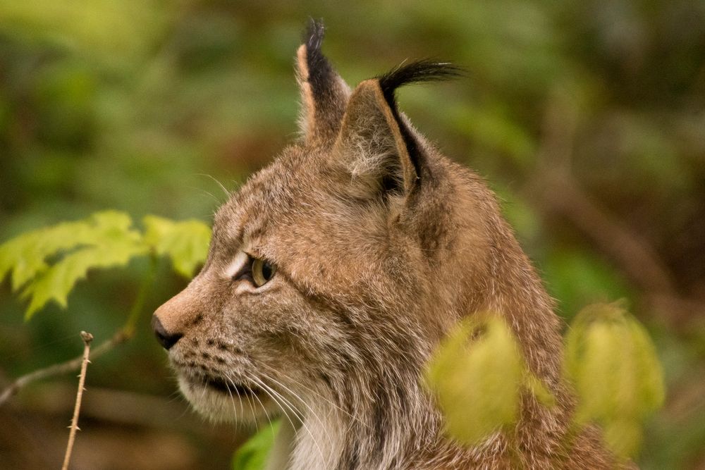 Luchs im Wildpark Gangelt - 2 - 2017.05.05