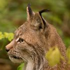 Luchs im Wildpark Gangelt - 2 - 2017.05.05