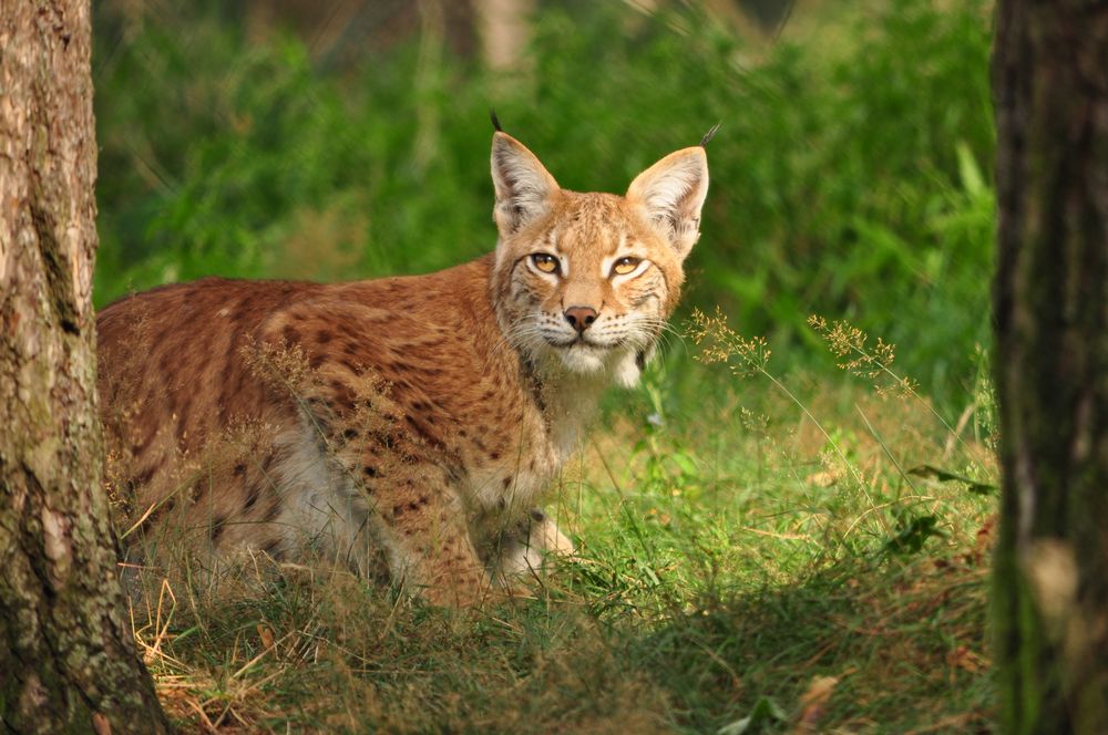 Nieuwheid Universiteit Arresteren Luchs im Wildpark Granat in Haltern am See Foto & Bild | tiere, zoo, wildpark & falknerei, säugetiere Bilder auf fotocommunity Nieuwheid Universiteit Arresteren Luchs im Wildpark Granat in Haltern am See Foto & Bild | tiere, zoo, wildpark & falknerei, säugetiere Bilder auf fotocommunity