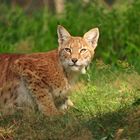 Luchs im Wildpark Granat in Haltern am See