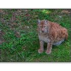 Luchs im Wildpark Güstrow