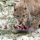 Luchs im Wildpark Leipzig