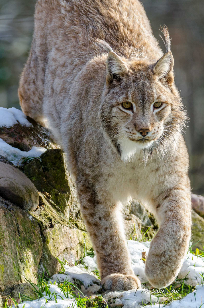 Luchs im Wildpark Leipzig