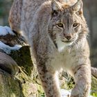 Luchs im Wildpark Leipzig